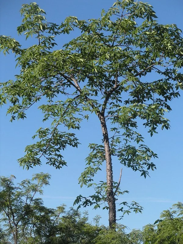 Sonoran Kapok Tree (Ceiba aesculifolia) — Spadefoot Nursery, Inc.